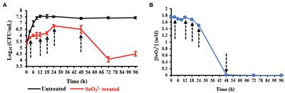 Untargeted Metabolomics Investigation on Selenite Reduction to Elemental Selenium by Bacillus mycoides SeITE01